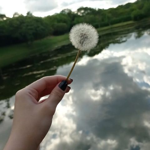 Imagem de uma flor com um lago no fundo.